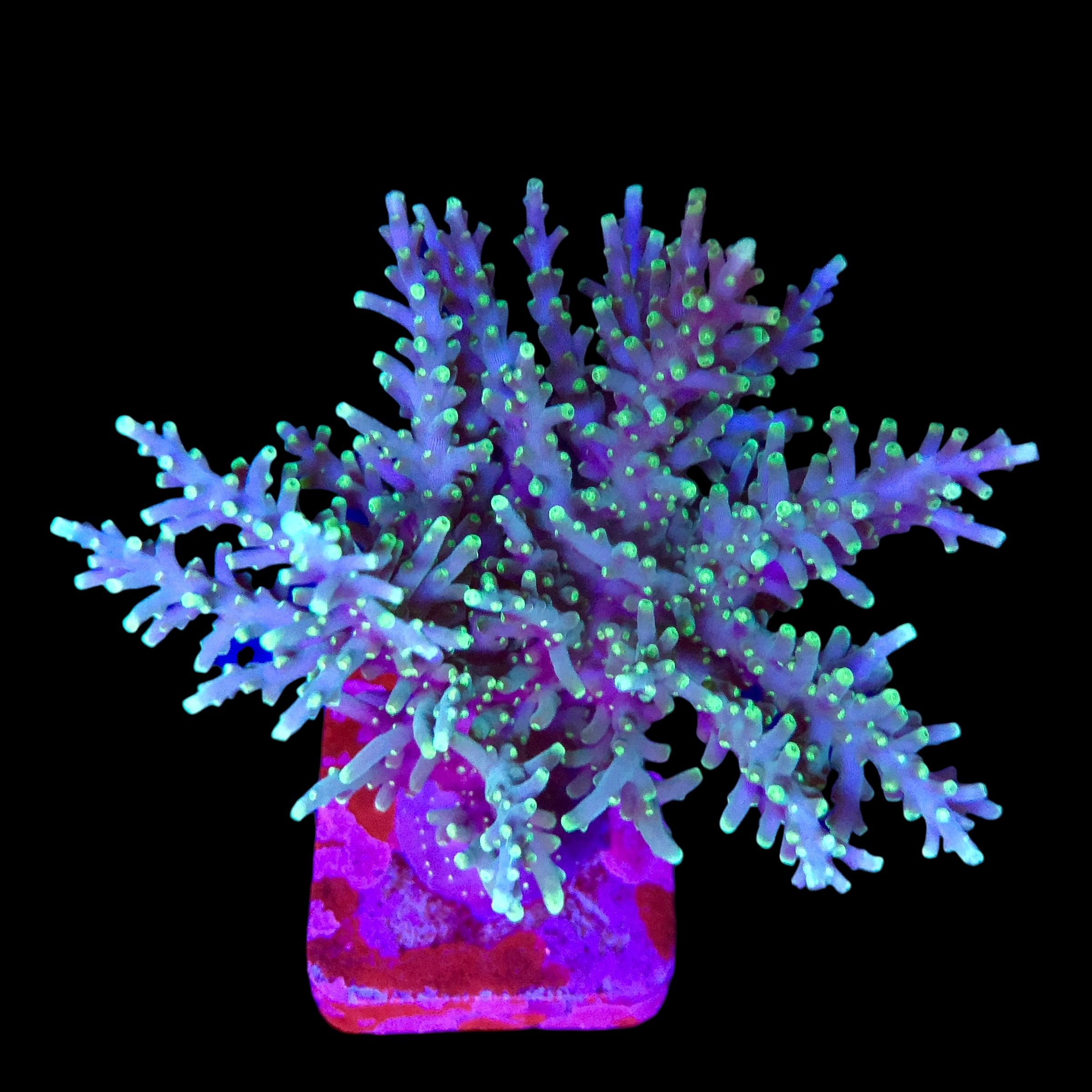 Yellow Tips Dragon Colônia