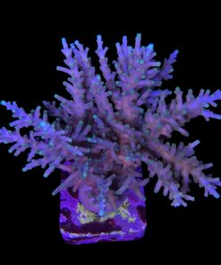 Alternative view of Yellow Tips Dragon Colônia