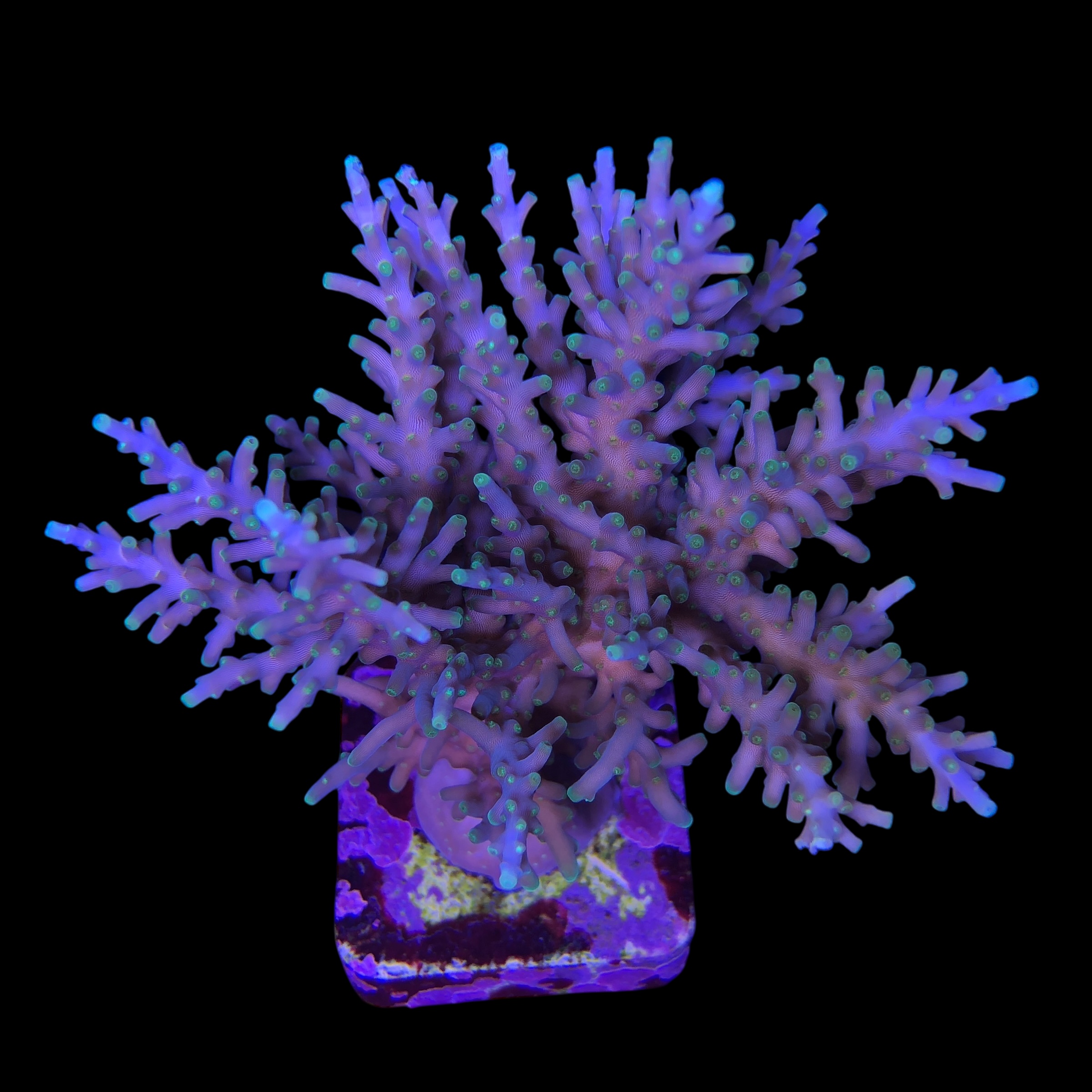 Yellow Tips Dragon Colônia - Imagem 2