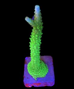 Yongei Green Blue Tips G