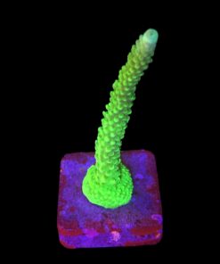 Yongei Green Blue Tips G