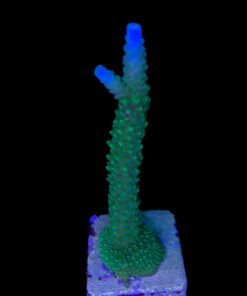 Alternative view of Yongei Green Blue Tips G