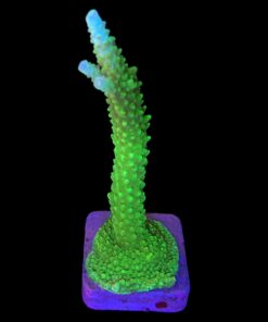 Yongei Green Blue Tips G