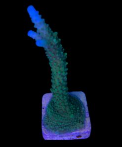 Alternative view of Yongei Green Blue Tips G