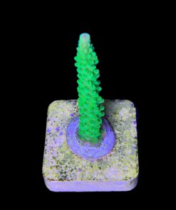 Alternative view of Yongei M