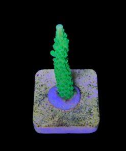 Alternative view of Yongei M