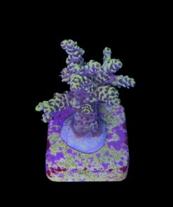 Alternative view of Afterparty M