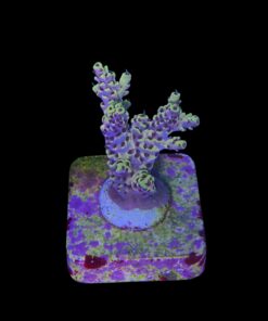 Alternative view of Afterparty M