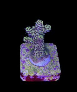 Alternative view of Afterparty M