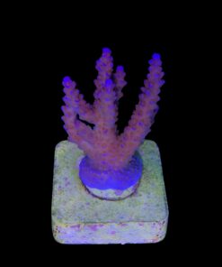 Alternative view of All Star M