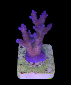 Alternative view of All Star M