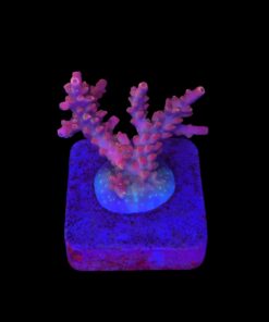 Austera Pink Yellow Tips M