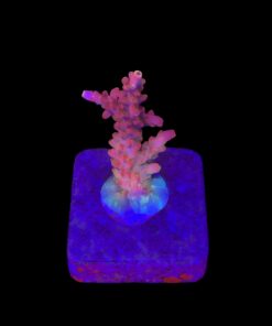 Austera Pink Yellow Tips M