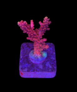 Austera Pink Yellow Tips M