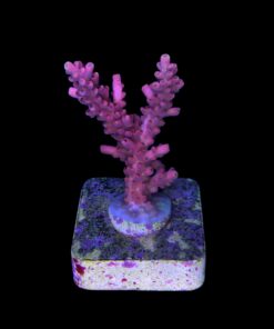 Alternative view of Austera Pink Yellow Tips M