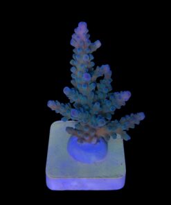 Blueberry G (Skuarosa)