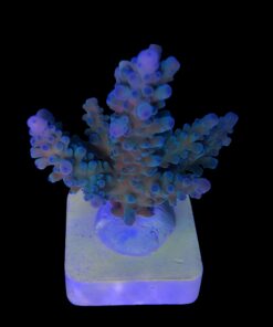 Blueberry G (Skuarosa)