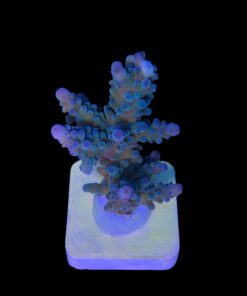 Blueberry M (Skuarosa)