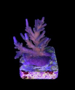 Caroliniana Purple Neon Polyps M
