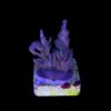 Caroliniana Purple Neon Polyps M