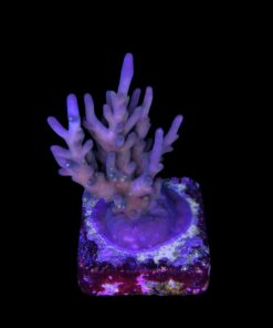 Caroliniana Purple Neon Polyps M