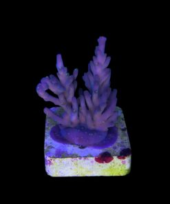 Caroliniana Purple Neon Polyps M