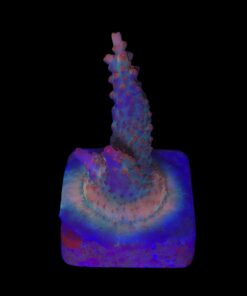 Watermelon Divaricata M (NOVIDADE)