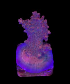 Watermelon Divaricata M (NOVIDADE)