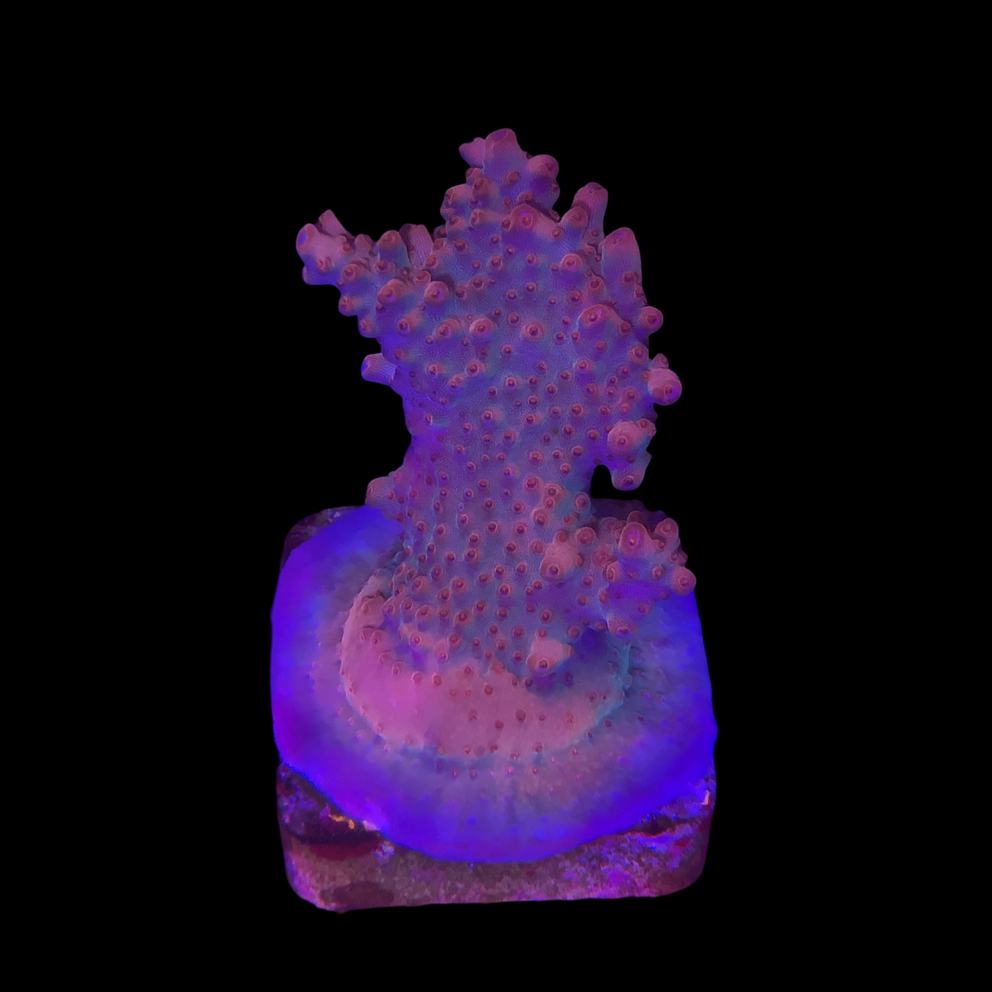 Watermelon Divaricata M (NOVIDADE)