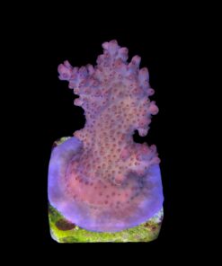 Alternative view of Watermelon Divaricata M (NOVIDADE)