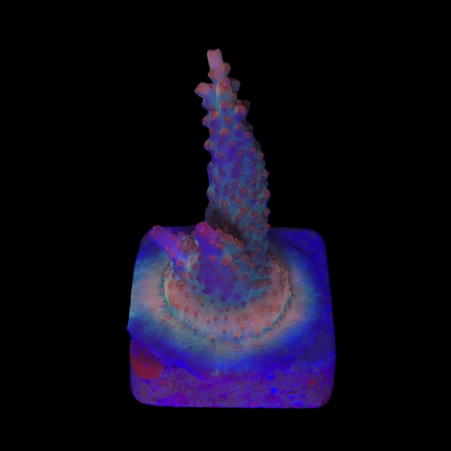 Watermelon Divaricata M (NOVIDADE)