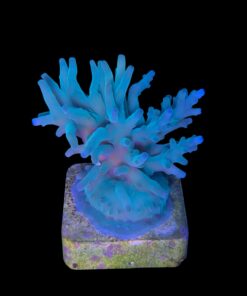 Alternative view of Echinata Green M