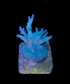 Alternative view of Echinata Green M