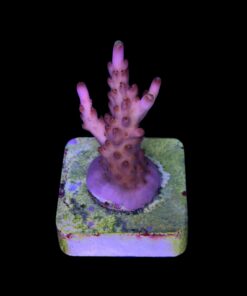 Alternative view of Fox Flame M