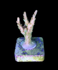 Alternative view of Gold Rush M