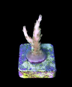 Alternative view of Gold Rush P