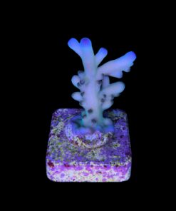 Granulosa Northern Lights M