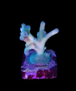 Granulosa Northen Light M