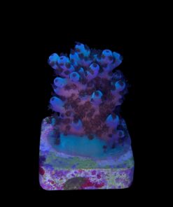 Alternative view of Guava M