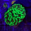 Hammer Green 2 bocas