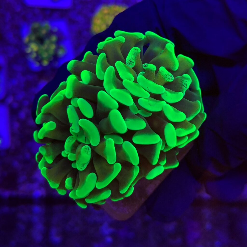 Ocyan