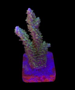 Horrida Green G NOVIDADE