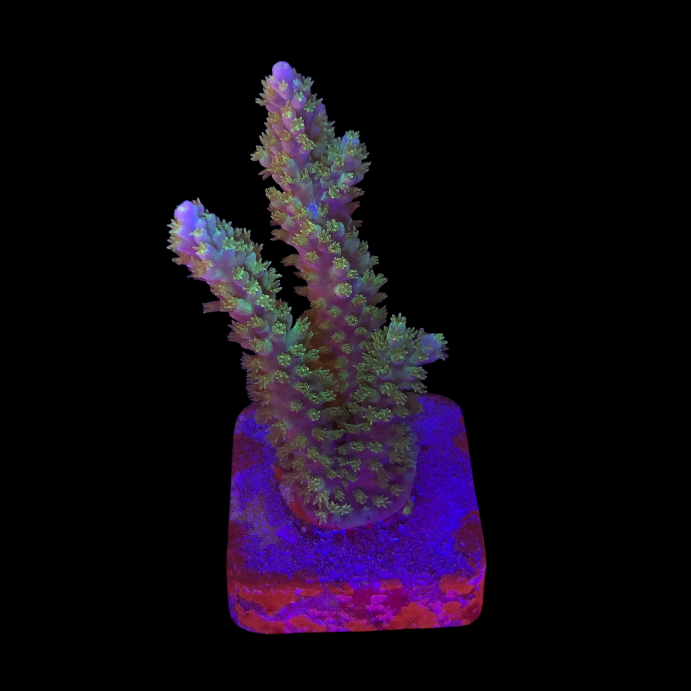 Horrida Green G NOVIDADE