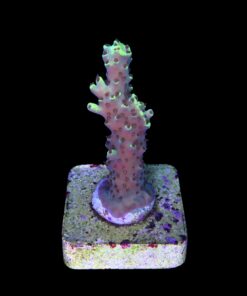 Alternative view of Lemon Pepper M