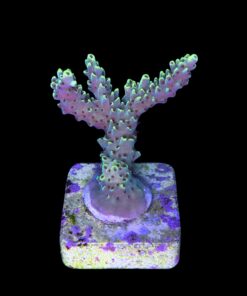 Alternative view of Lemon Pepper M