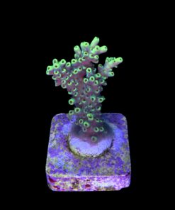 Alternative view of Lemon Pepper M