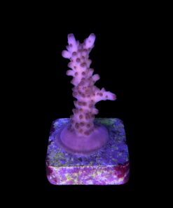 Alternative view of Lorips Pink M