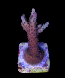 Alternative view of Lorips Strawberry M