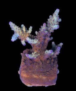 Alternative view of Lorips Strawberry G