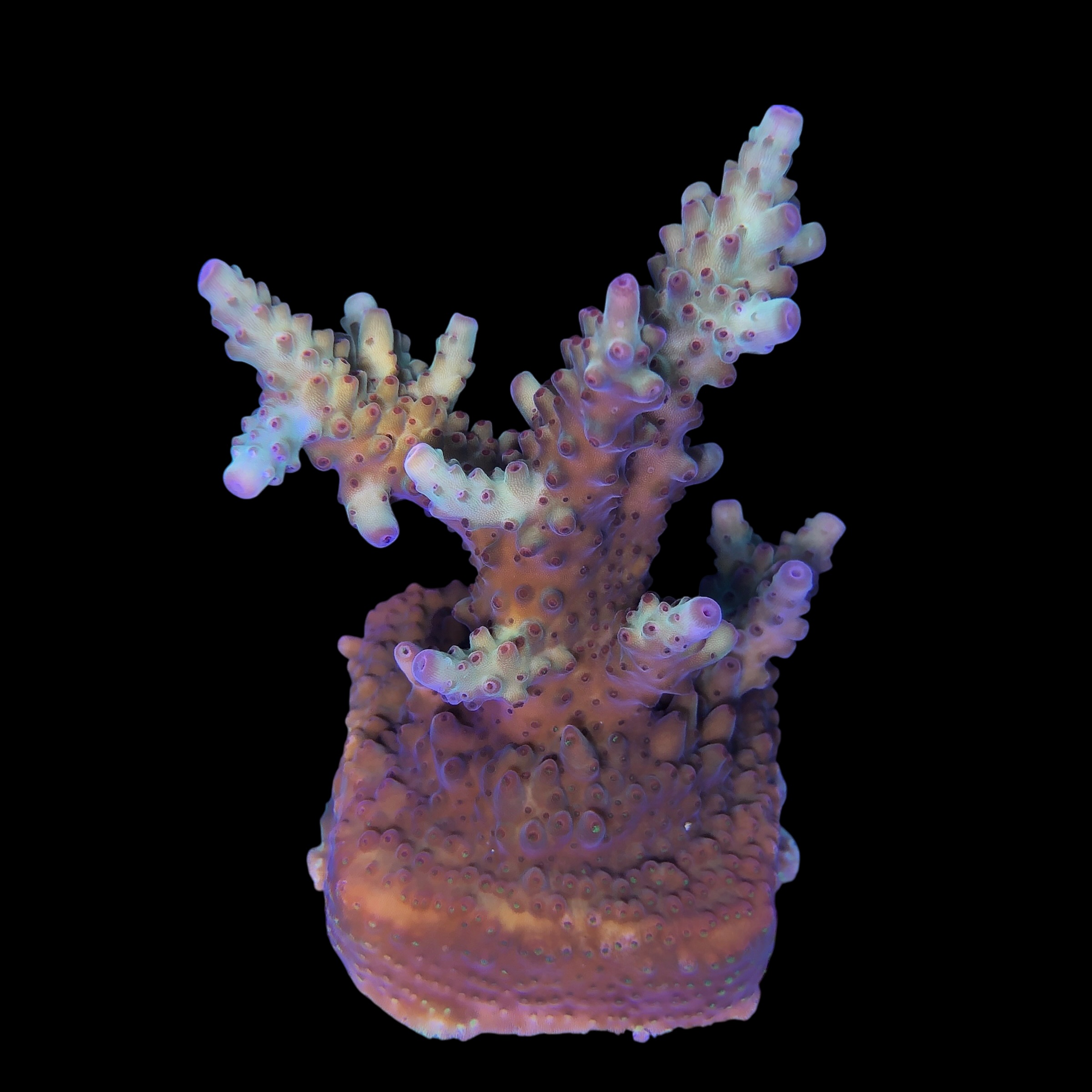 Lorips Strawberry G - Imagem 2